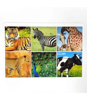 Planșă – Blana animalelor